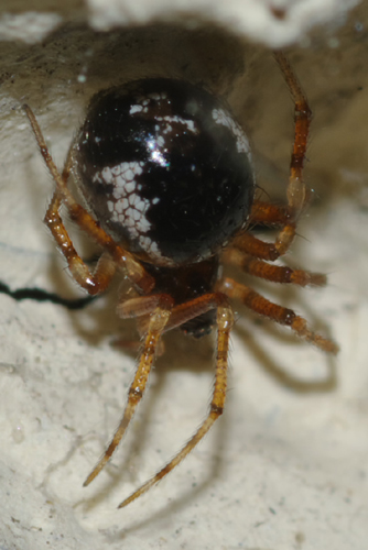 Coppia di Sardinidion blackwalli (Theridiidae)